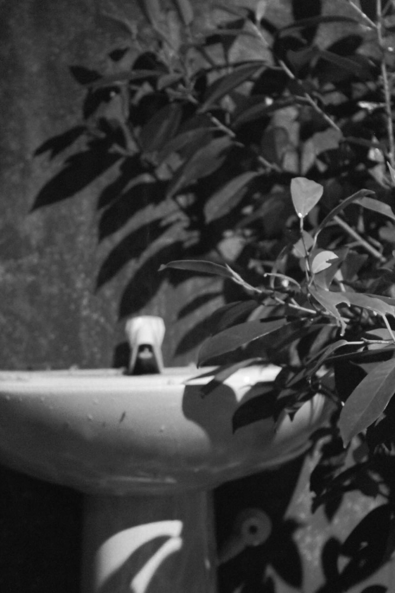 Linu Homestay Dikwella Esterno foto